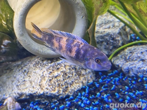 Labeotropheus trewavasae, spec. Marmalade Cat