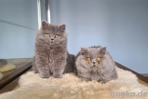 Zauberhafte blue BLH Kitten mit Stammbaum