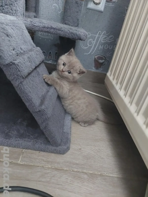 Wunderschöne Bkh Kitten 