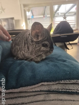 chinchilla Bock sucht Partner