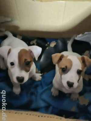 Süße Jack Russell Terrier Welpen