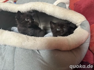 Baby katzen zum verkaufen