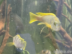 Labidochromis sp Perlmut