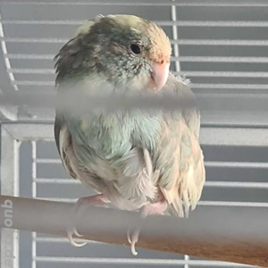 Ziegensittiche Henne und Hahn mit Käfig