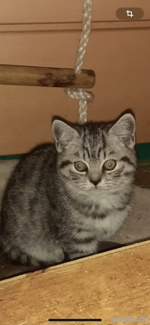 Schöne BKH Kätzchen !