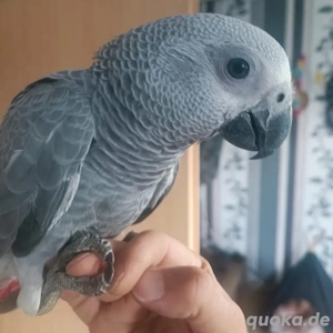 Echte Kongo Graupapagei Jungtiere paar Vogel Papagei Naturbrut und Handzahm 