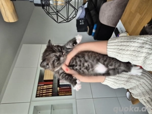 BKH - Burmilla Kitten