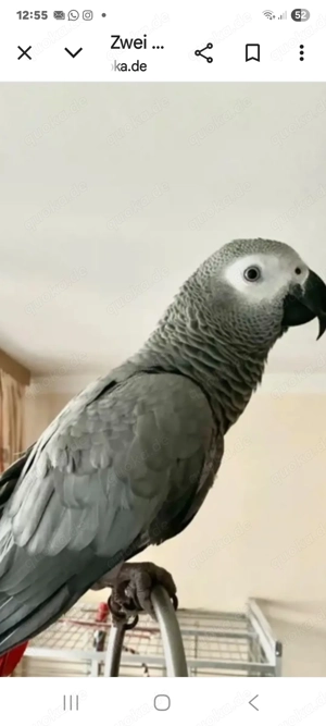 Suche Graupapagei  weiblich 