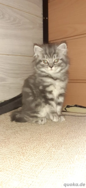 Wunderschöne BLH Prinzessin !