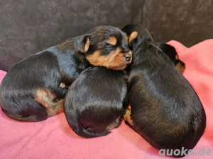 Wunderschöne Yorkshire Terrier Welpen 
