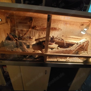 Bartagarme weiblich lieb.