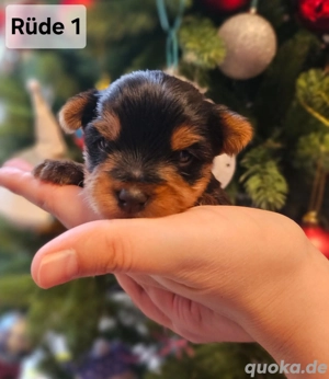 Wunderschöne Yorkshire Terrier Welpen 