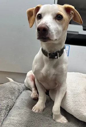 Manolo der Herzensgute weiße Dackel mit leichter Gehbehinderung