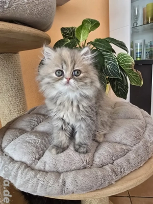 Abby und Lilly, zwei süße Perserkitten.....