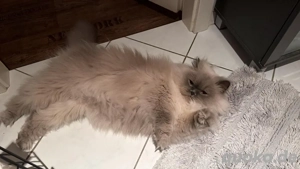 Perser Kater  Kuschelbär