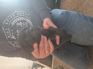 Süße Bullador-Welpen zu verkaufen