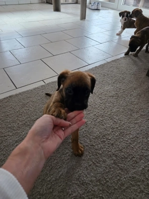 Die Loona, letzte aus dem Boxerwurf