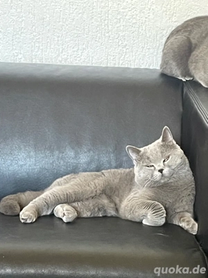 BKH Deckkater  Bild 3