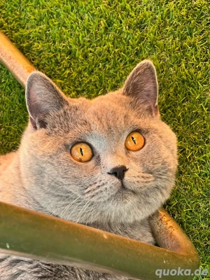 Deckkater Bkh Blutgruppe B