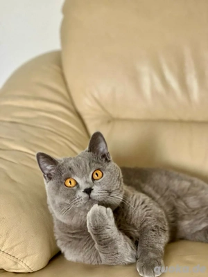 BKH Deckkater  Bild 2