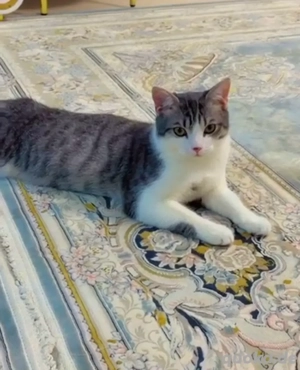 Junger, 2  geimpfter Kater (geb. 30.05.) in liebevolle Hände abzugeben