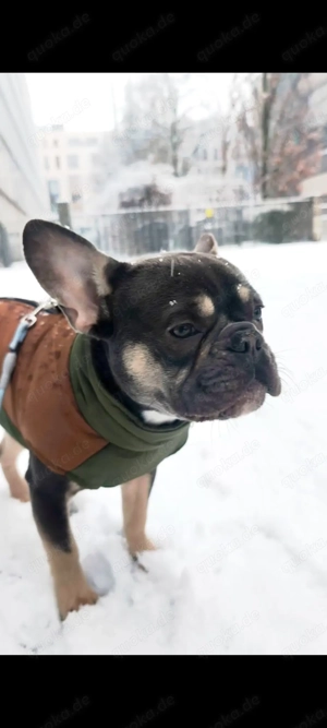 Deckrüde - Französische Bulldogge blue tan mit Stammbaum | Berlin-Mitte (kein Verkauf)