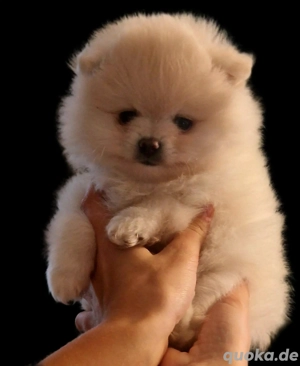 Zwergspitz Pomeranian Welpen