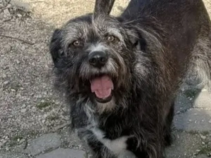 TOMILHO - hübscher Bub sucht das Glück