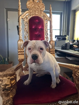 Old englisch bulldog mix 