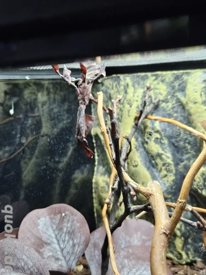 0.2 Phyllocrania paradoxa 