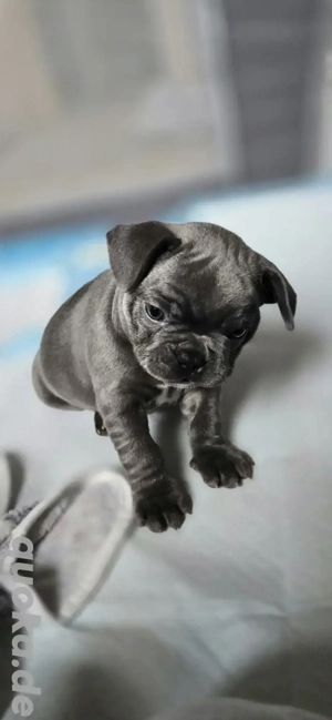    Französische Bulldoggen-Welpen