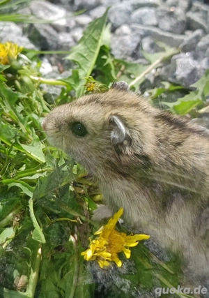 junge dsungarische Zwerghamster dschungarische Hamster Dsungaren Jungtiere Bild 8