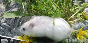 junge dsungarische Zwerghamster dschungarische Hamster Dsungaren Jungtiere Bild 10