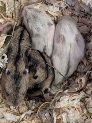 Dschungarische Zwerghamster abzugeben 