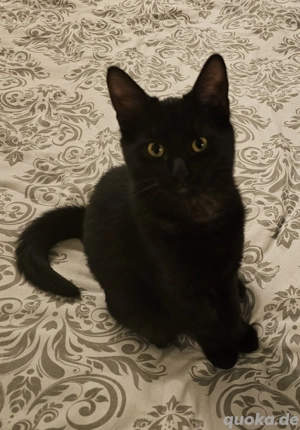 Katzenkind abzugeben 