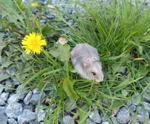 junge dsungarische Zwerghamster dschungarische Hamster Dsungaren Jungtiere Bild 9