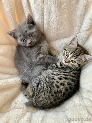 BKH Kitten Mädchen (w) Bremen