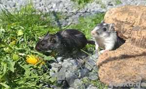 junge Rennmäuse Rennmaus Gerbil Jungtiere Mongolische Wüstenrennmäuse Bild 9