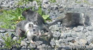 junge Rennmäuse Rennmaus Gerbil Jungtiere Mongolische Wüstenrennmäuse Bild 3