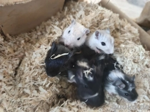 junge Rennmäuse Rennmaus Gerbil Jungtiere Mongolische Wüstenrennmäuse Bild 2