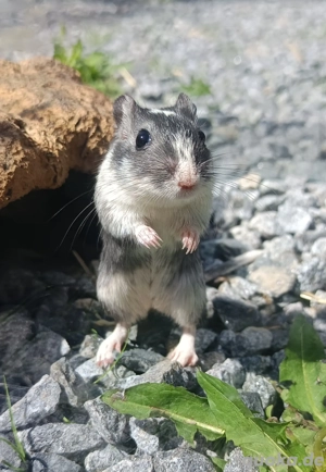 junge Rennmäuse Rennmaus Gerbil Jungtiere Mongolische Wüstenrennmäuse Bild 10