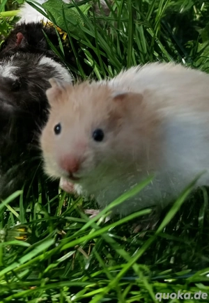 junge Goldhamster Teddyhamster langhaariger Hamster Jungtiere Bild 3