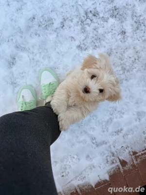 Malti mix hündin welpe