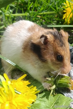 junge Goldhamster Teddyhamster langhaariger Hamster Jungtiere Bild 2