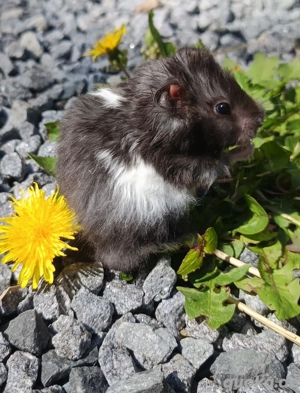 junge Goldhamster Teddyhamster langhaariger Hamster Jungtiere Bild 9