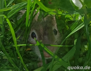 junge Goldhamster Teddyhamster langhaariger Hamster Jungtiere Bild 7