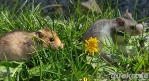 junge Goldhamster Teddyhamster langhaariger Hamster Jungtiere Bild 8