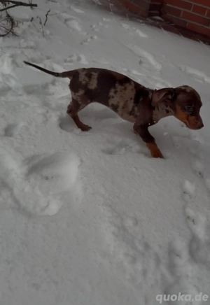 Zwergdackel Kaninchendackel Hündin welpe schokotiger tigerdackel merle
