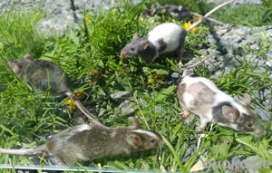 junge Farbmäuse Mäuse bunte Maus Jungtiere