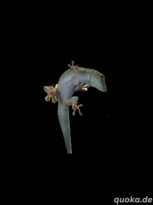 Phelsuma Grandis   Großer Madagaskar Taggecko Jungtier 